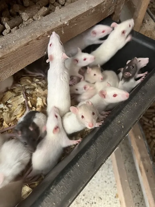 Rodents Direct Picture 6