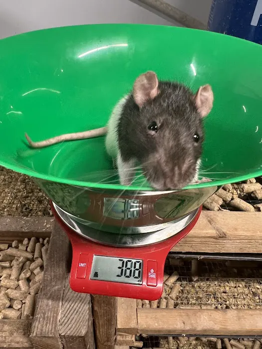Rodents Direct Picture 1