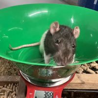 Rodents Direct ico