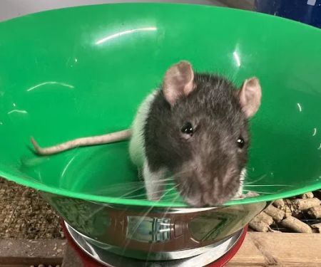 Rodents Direct