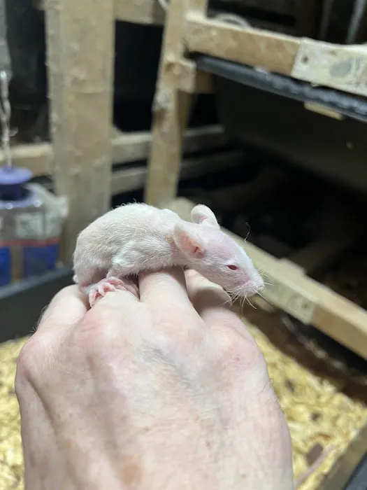 Rodents Direct Picture 5