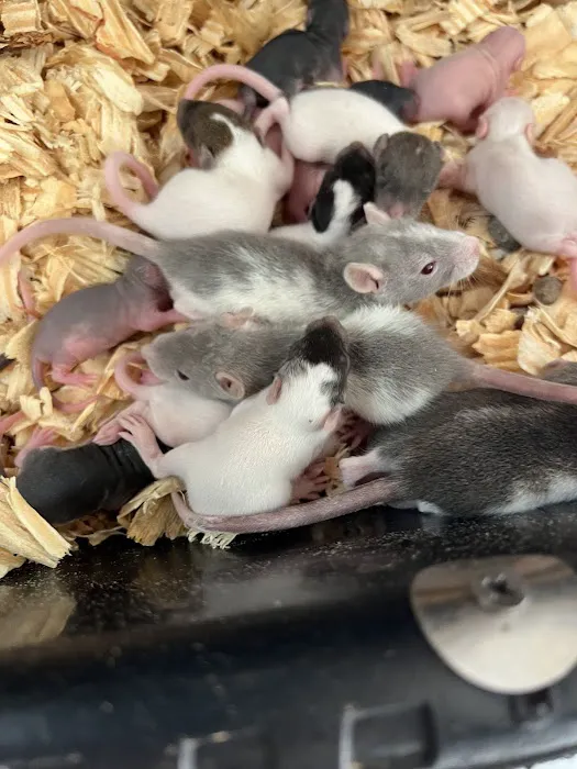 Rodents Direct Picture 2