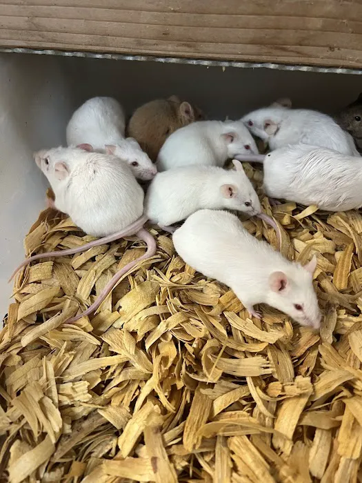 Rodents Direct Picture 4