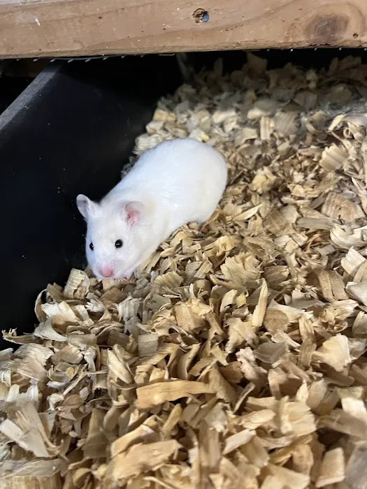Rodents Direct Picture 8
