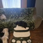Steppy Bed