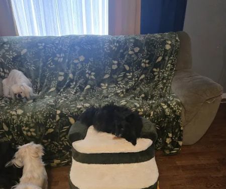 Steppy Bed