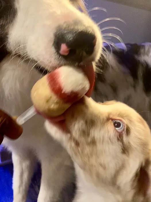Pup Popz Picture 8