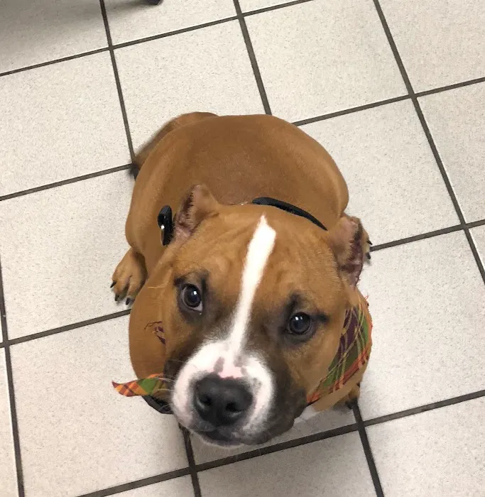 Latham Animal Hospital Picture 6