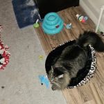 Latham Animal Hospital: Rafter Maria DVM