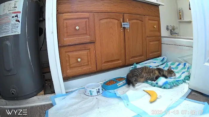 Latham Animal Hospital: Rafter Maria DVM Picture 2