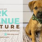 Bark Avenue Couture