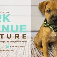 Bark Avenue Couture ico