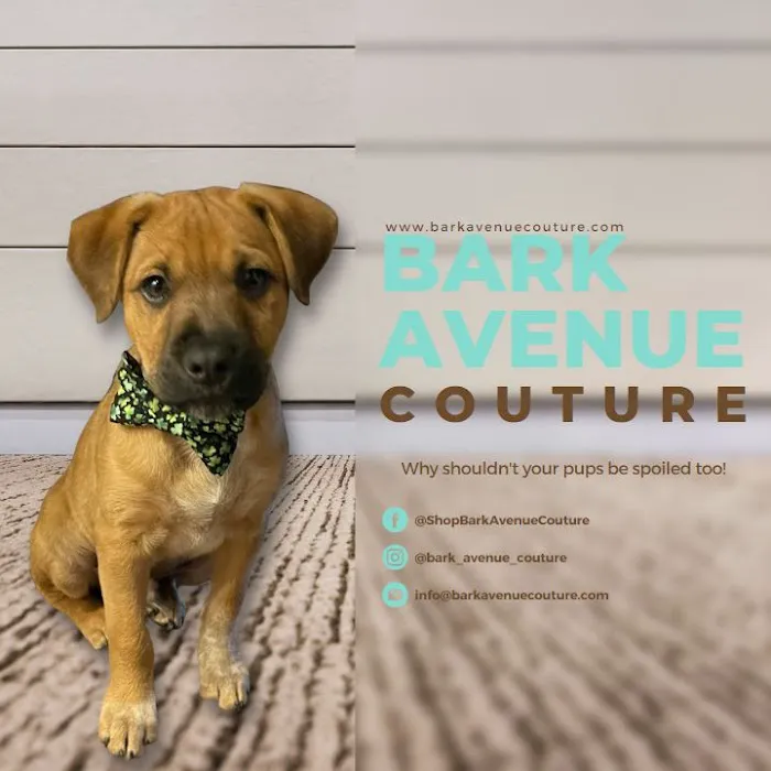 Bark Avenue Couture Picture 3