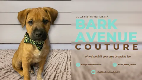 Bark Avenue Couture Picture 2