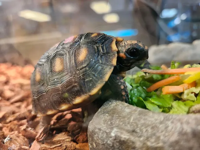 Pasco County Reptiles & Exotics Picture 2