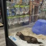 Pet Supermarket