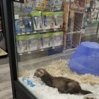 Pet Supermarket ico