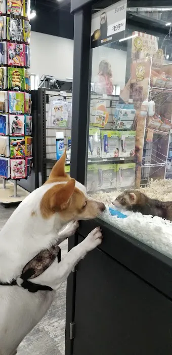 Pet Supermarket Picture 2