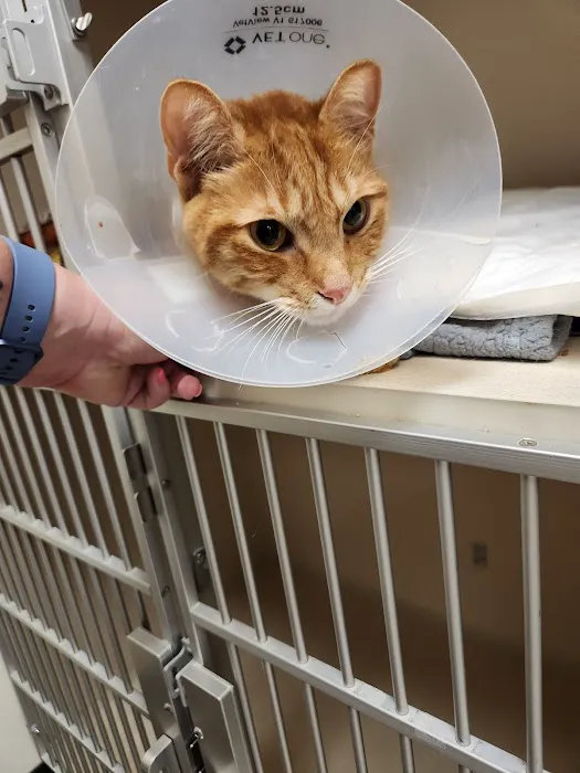 Upstate Veterinary Specialties Picture 7