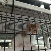 Pet Supermarket ico