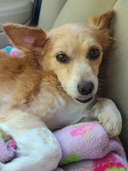 Banfield Pet Hospital Picture 1