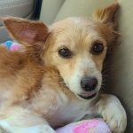 Banfield Pet Hospital
