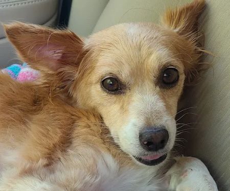 Banfield Pet Hospital