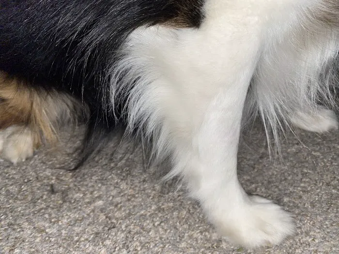 Banfield Pet Hospital Picture 8