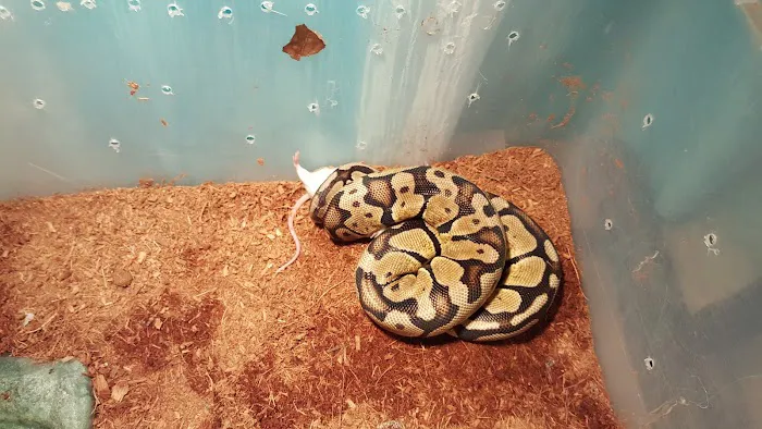 Repticon Picture 2