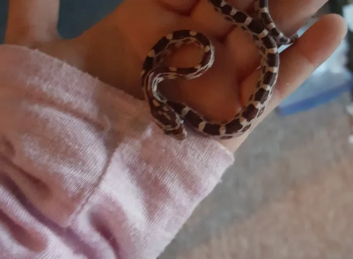 Repticon Picture 3