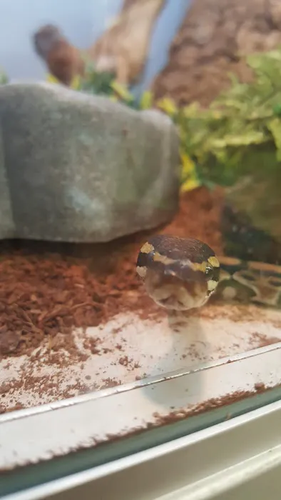 Repticon Picture 1