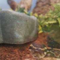 Repticon ico