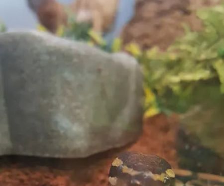 Repticon