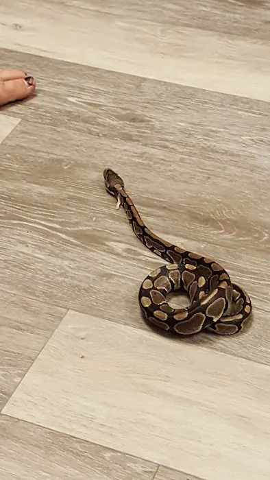Repticon Picture 4