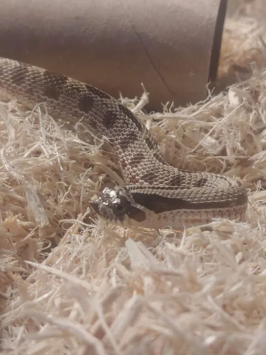 Repticon Picture 8