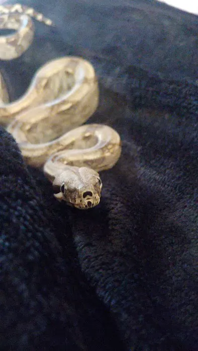 Repticon Picture 7