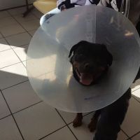 Brookside Veterinary Hospital ico