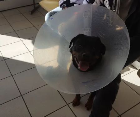 Brookside Veterinary Hospital