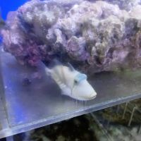 aquatic visions ico