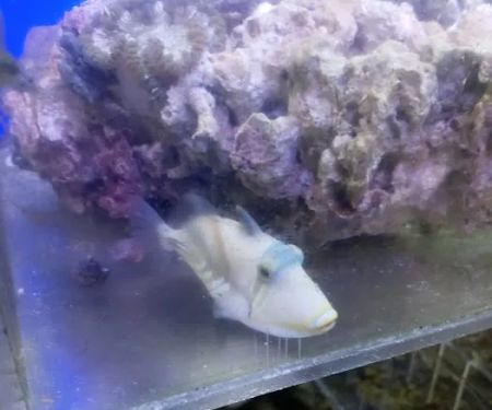 aquatic visions