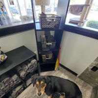 Pet Supermarket ico