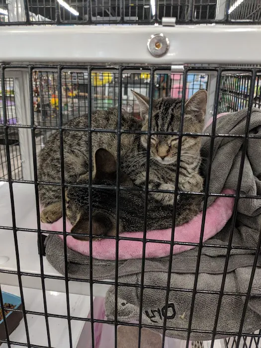 Pet Supermarket Picture 10