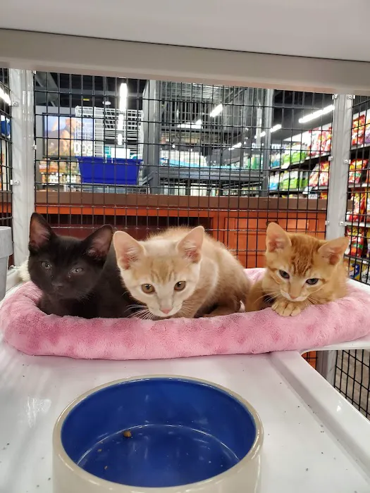 Pet Supermarket Picture 4