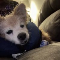 Shelton Veterinary Center LLC ico