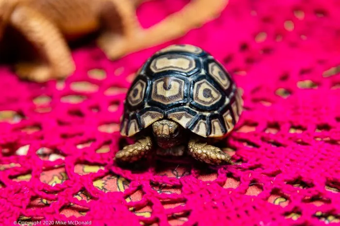 Safari Savvy's Lizard Lounge Picture 4