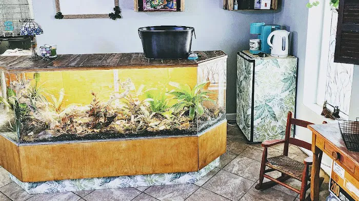 Safari Savvy's Lizard Lounge Picture 10