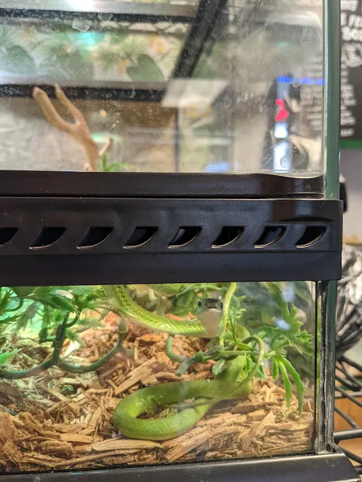 Safari Savvy's Lizard Lounge Picture 2