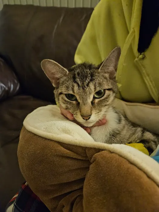VCA Shoreline Veterinary Referral and Emergency Center Picture 1
