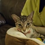 VCA Shoreline Veterinary Referral and Emergency Center