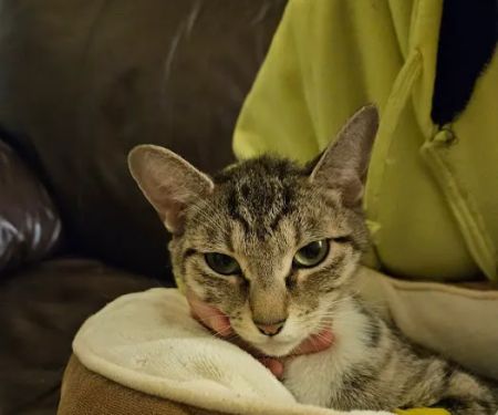 VCA Shoreline Veterinary Referral and Emergency Center